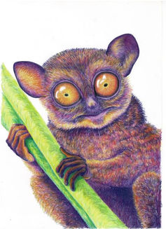 Tarsier