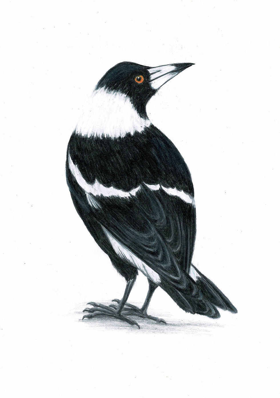 Thumbnail: 10 Assorted Blank Bird Cards