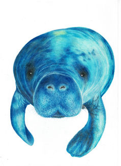 Manatee