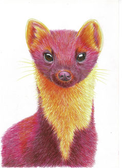 pine martin