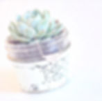 The Jar Junquie &