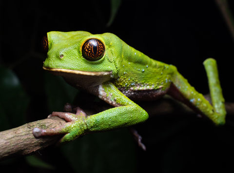 ANFIBIOS