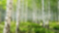 Birch tree.jpeg