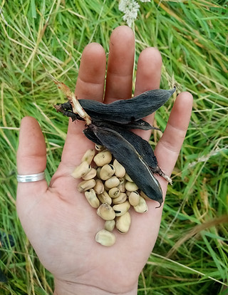 Bean in hand_edited.jpg