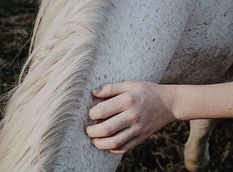 Magnétisme cheval
