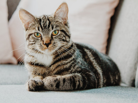 Por que gatos são mais independentes que cachorros?