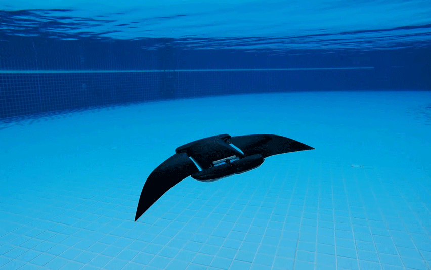 manta-ray-column-2.gif
