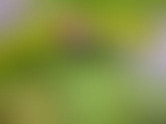 🕷️ Les tiques : une menace invisible qui révolutionne votre assiette !