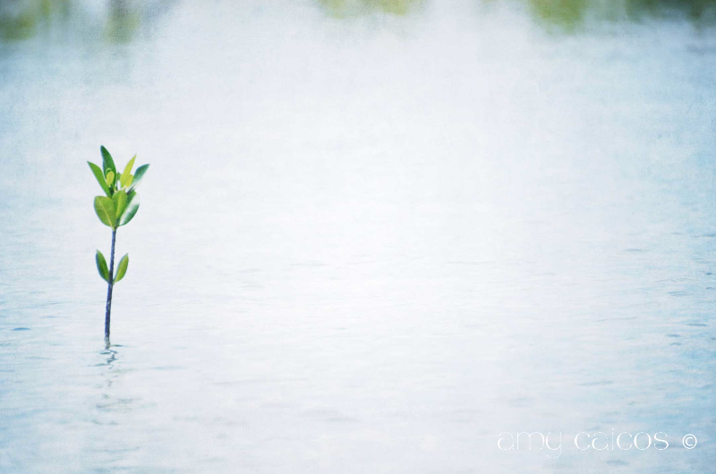 Mangrove