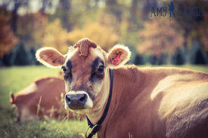 SEE!  Young's Dairy Farm