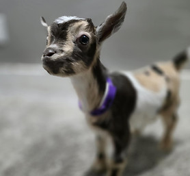 featured baby goat