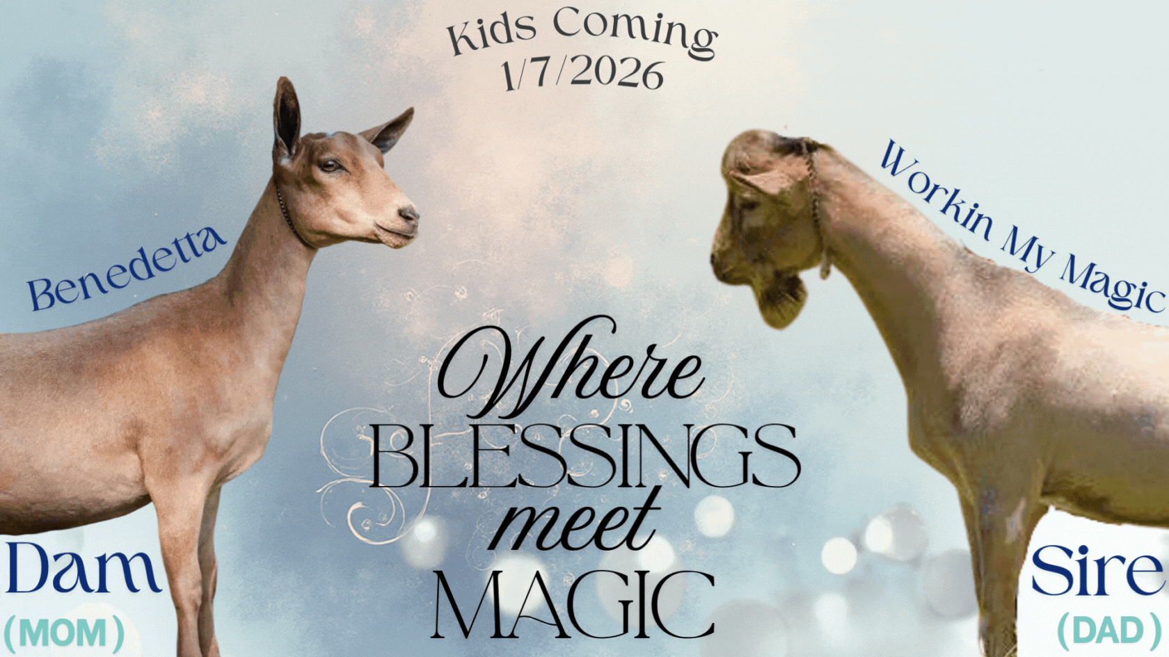 benedetta and magic.gif