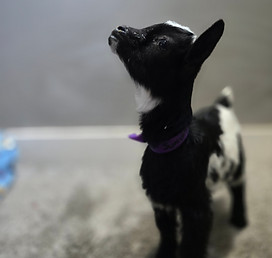 featured baby goat