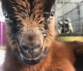 newborn oberhasli baby goat