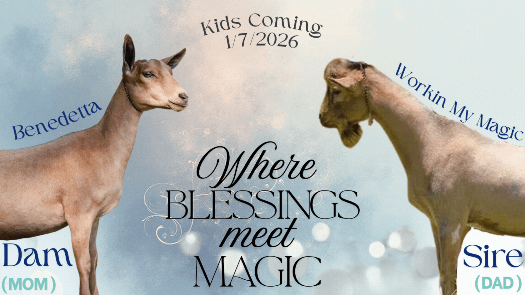 goat breeding announcement for jan kids
