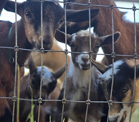nigerian dwarf baby goats