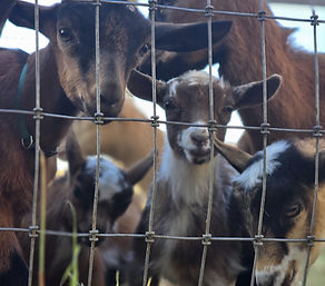 nigerian dwarf baby goats