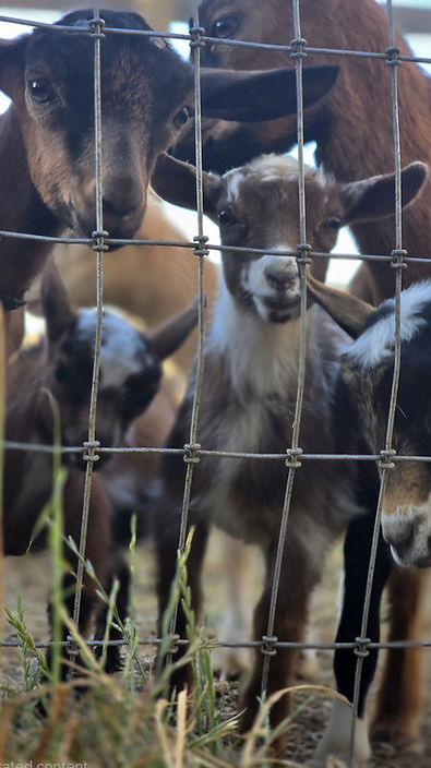baby goats looking at people