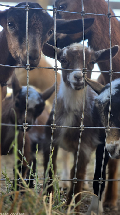 baby goats looking at people