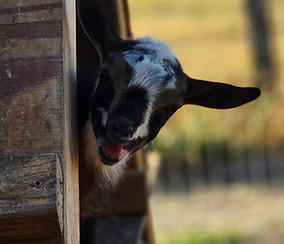 baby goat peeking out of shelter