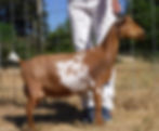 Dam: Sonview Ranch Lemmy
