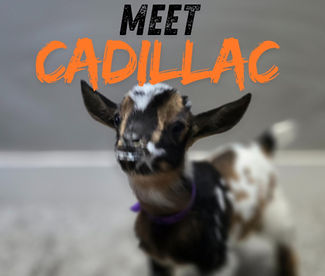 baby goat featured in monthly goat subscription