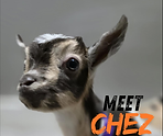 featured baby goat photo