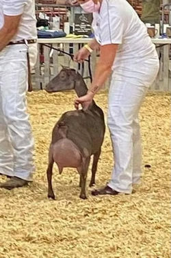 Sire's Dam: Agape's Prize Farsi C Quinn