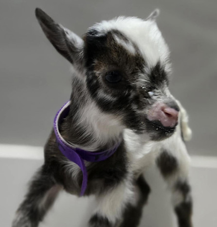 newborn baby goat picture