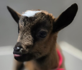 featured baby goat photo