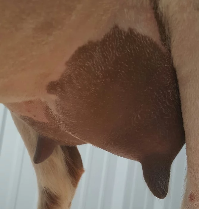 Sire's Dam - Trilogy Ranch MH Jasmine 7*M VEEE 91