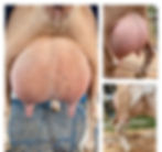 Dam's Dam: CH Ilenesrascals Love Bite
PC: Amores Farm