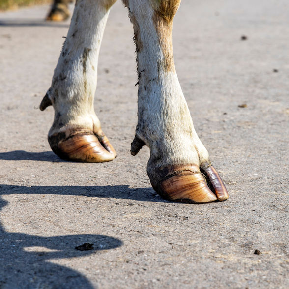 Klauwproblemen & pensverzuring verband