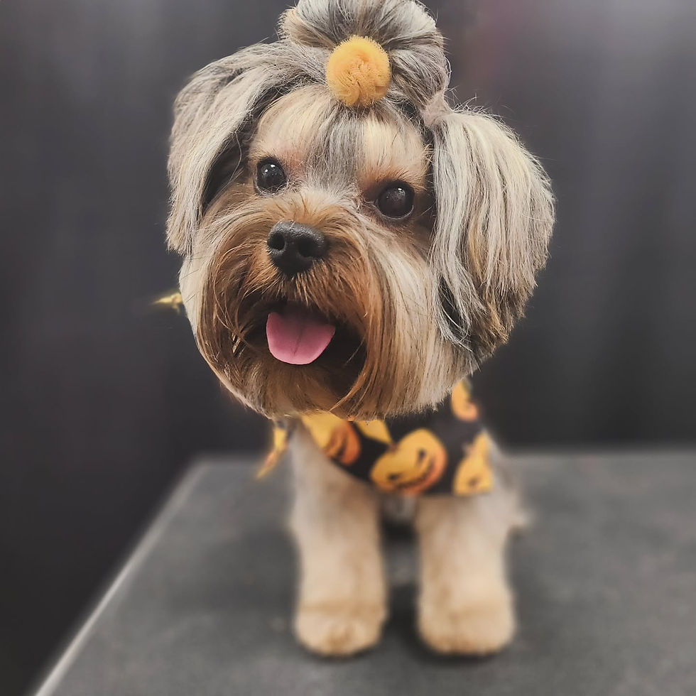 Close-up view of a dog being groomed with care