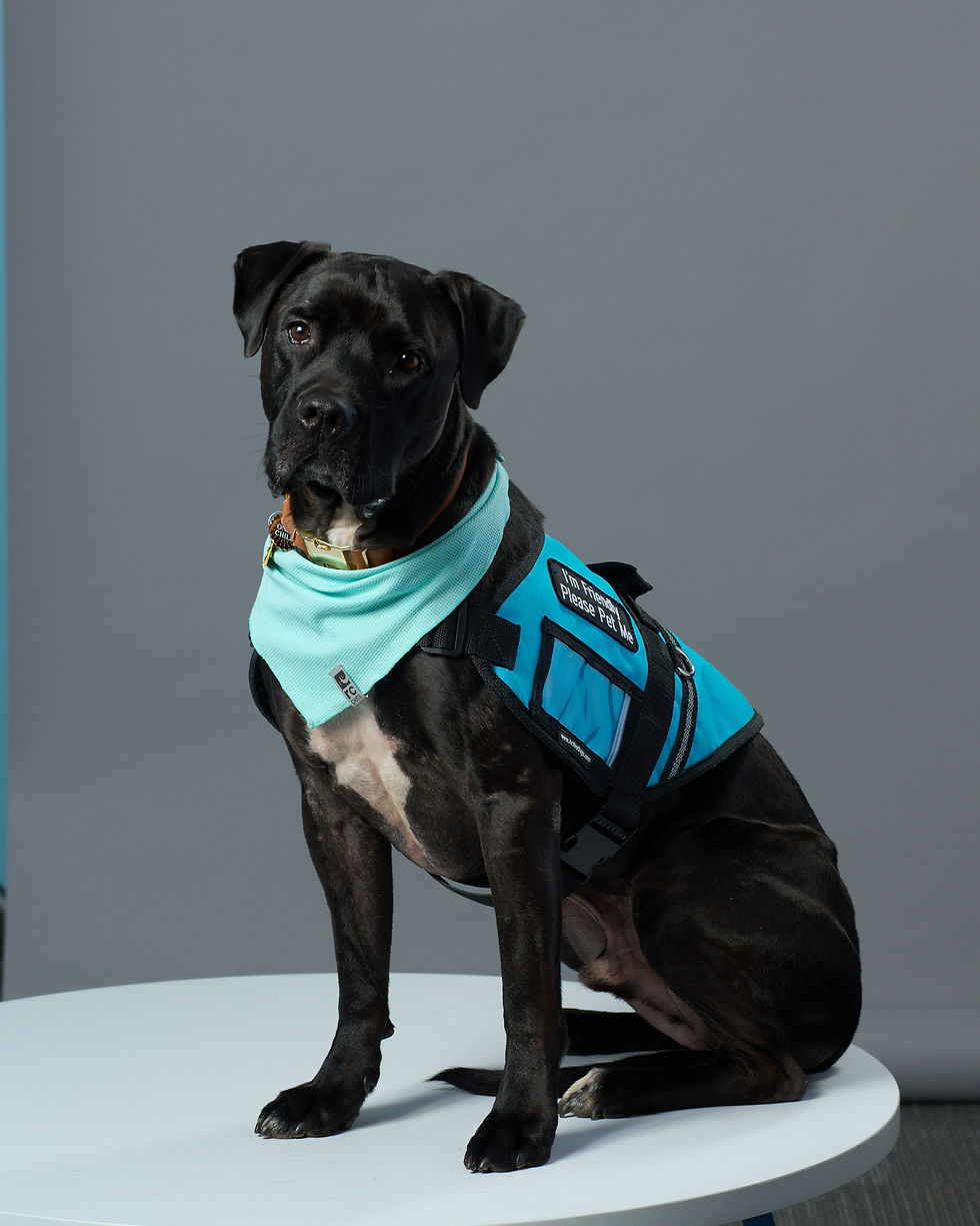 Eye-level view of a rescue dog training in a rehabilitation center