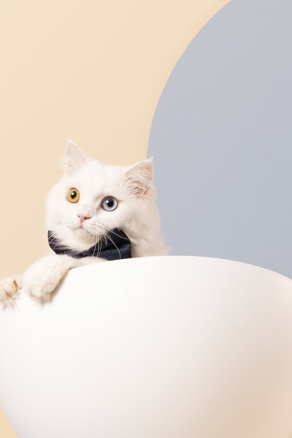 Thumbnail: Furrytail Boss Cat Bed, Elevated Cat Chair