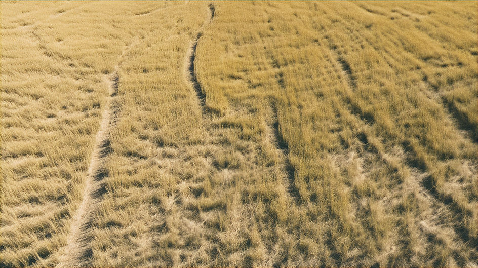 Trails in Tall Grass_edited.jpg