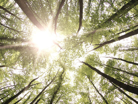 Ensuring Safety Through Regular Tree Maintenance