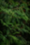 Leyland Cypress tree