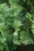 Green Giant Arborvitae