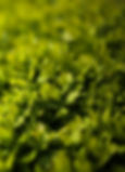 privet