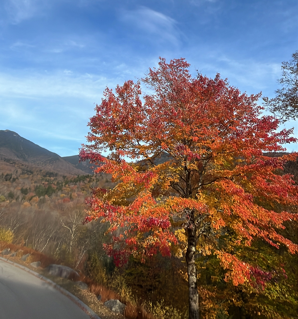 The Beauty and Science of Deciduous Trees