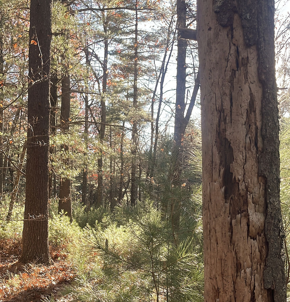 tree care