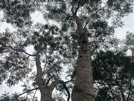 Understanding Professional Tree Pruning Services