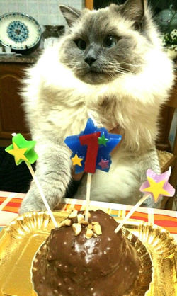 Auguri ai nostri Ragdoll