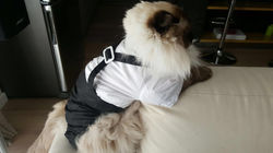 Ragdoll da cerimonia