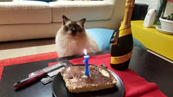 Auguri ai nostri Ragdoll