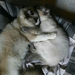 Ragdoll insieme agli amici a 4 zampe