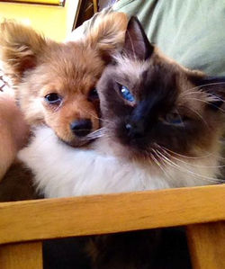 Ragdoll insieme agli amici a 4 zampe