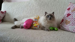 Auguri ai nostri Ragdoll